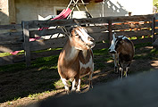 Psoarhof Siusi | Agriturismo